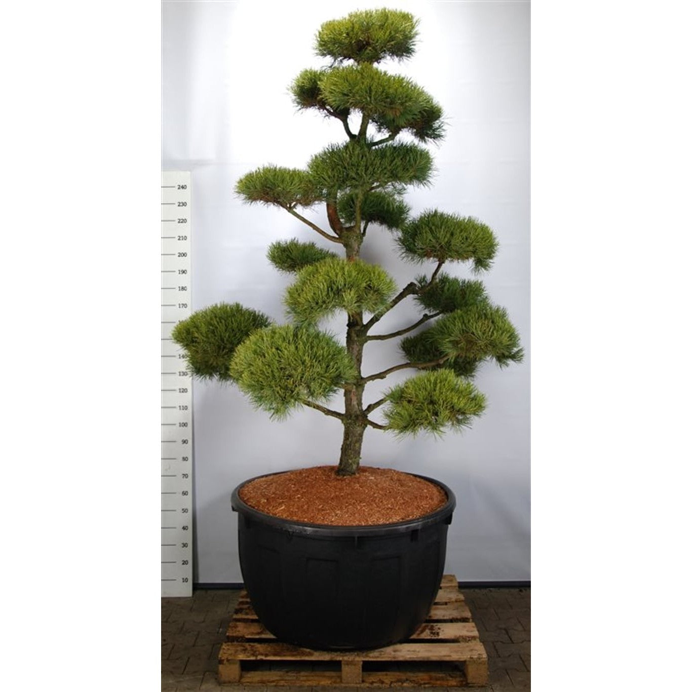 Tall – Pinus sylvestris 'Norske Typ' - 250-275 CM Bonsai Cont.